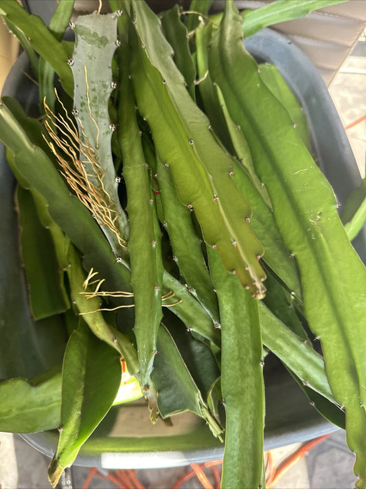 5 Dragon Fruit Cuttings 8-12 Inches - Scorpion, Costarican Sunset, Columbian Yellow, Michelle, Xocotet Mexico