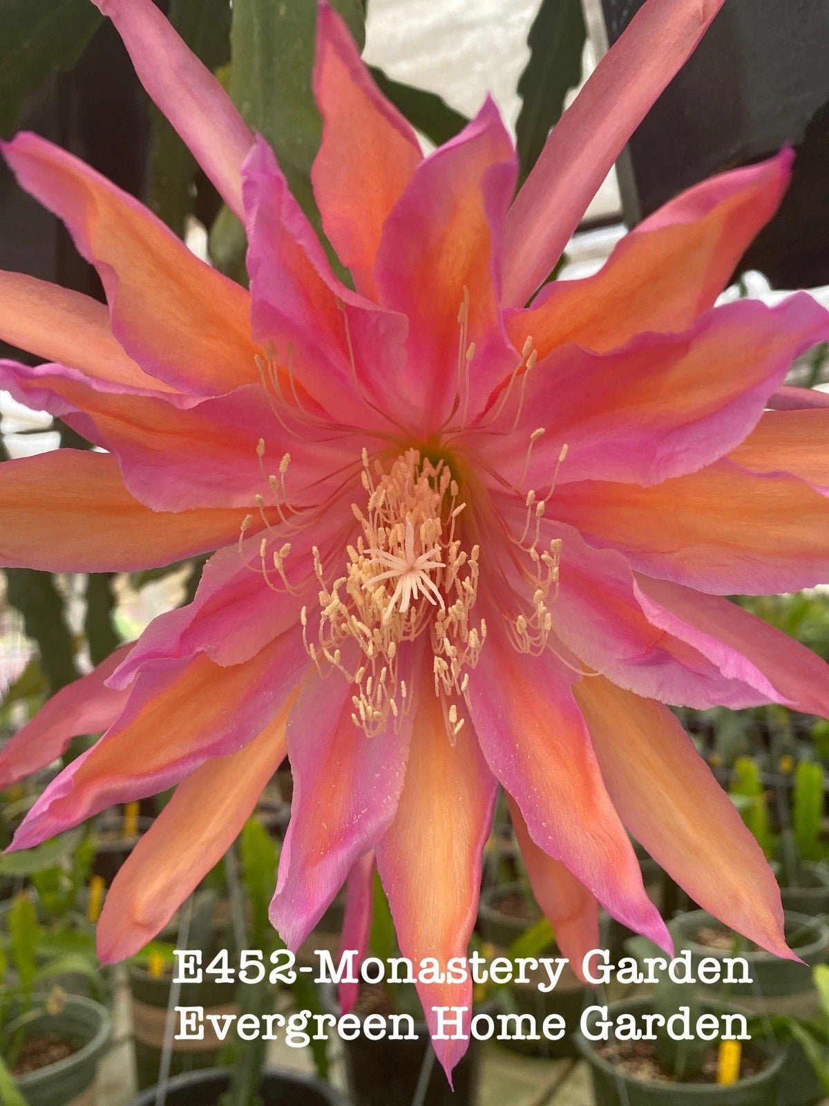 Rooted Epiphyllum Orchid Cactus 4" Starter Pot "Monastary Garden" Multicolor - Pet Safe Indoor/Outdoor Plant
