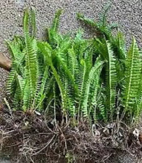 6 Boston Ferns Bare Root Cuttings - Nephrolepis exaltata - Free Shipping - Ideal for Gardening and Terrariums