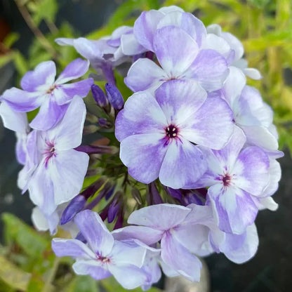 Phlox 'Flame Blue', 2.5 Quart Pot Live Plant