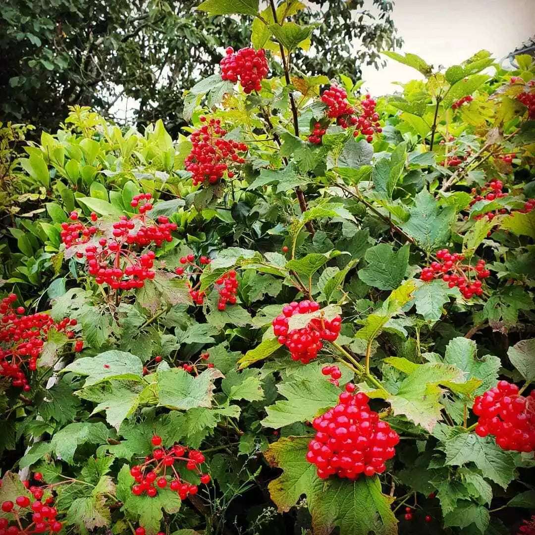 15 thin Unrooted Cuttings Viburnum opulus flowering Eastern Snowball Chervona Kalyna