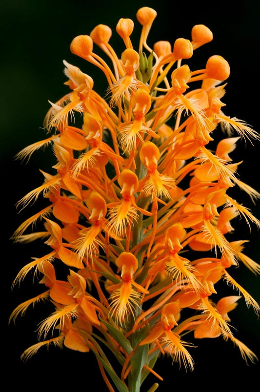 Yellow Fringed Orchid Dormant Plant - Platanthera ciliaris - Bright Yellow to Deep Orange Blooms, Full Sun to Partial Shade
