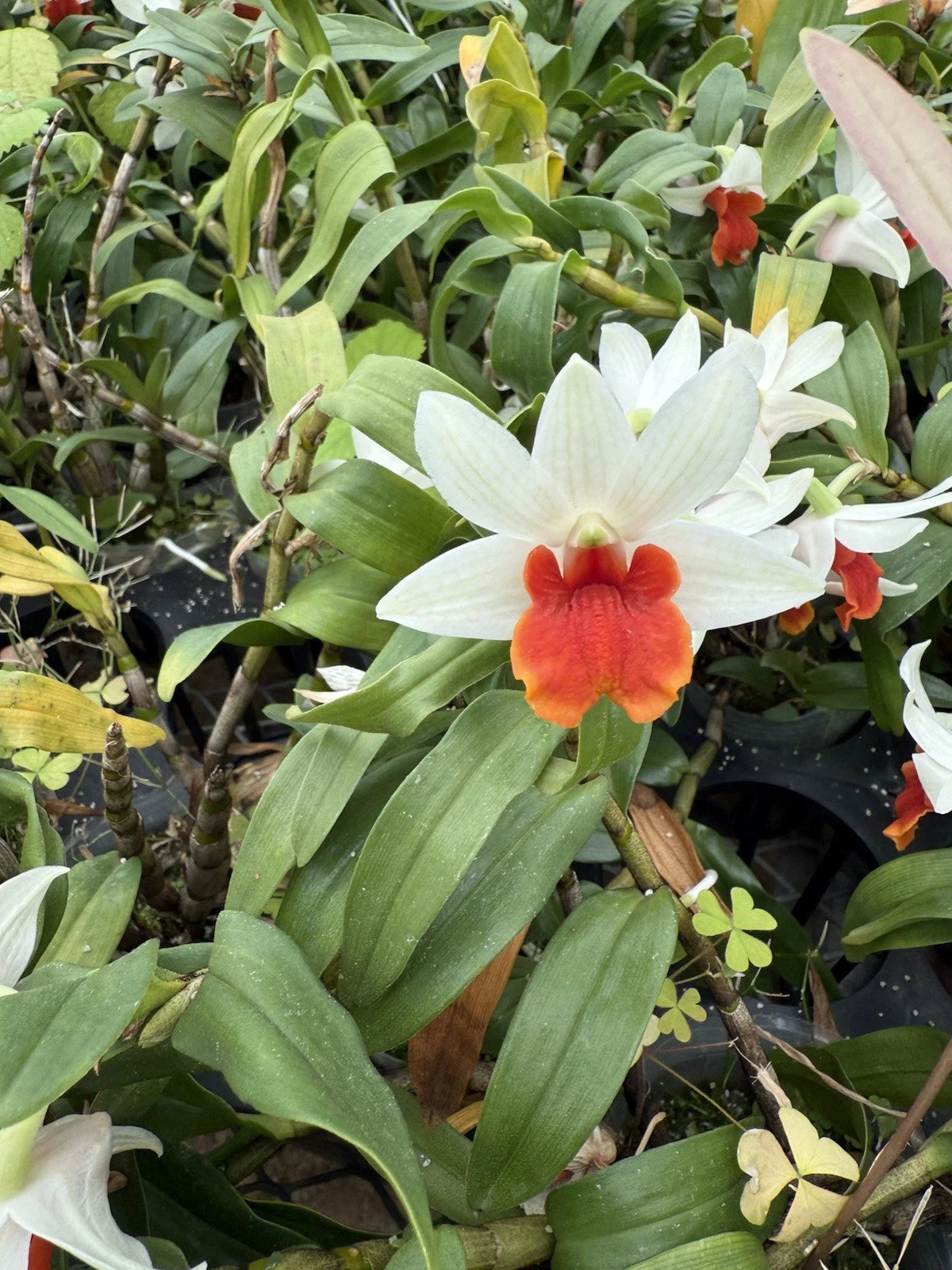 Orchid Plant Bare Root Short Stem Den White/Orange (Dendrobium) - Exotic Houseplant from Certified Growers, Las Vegas