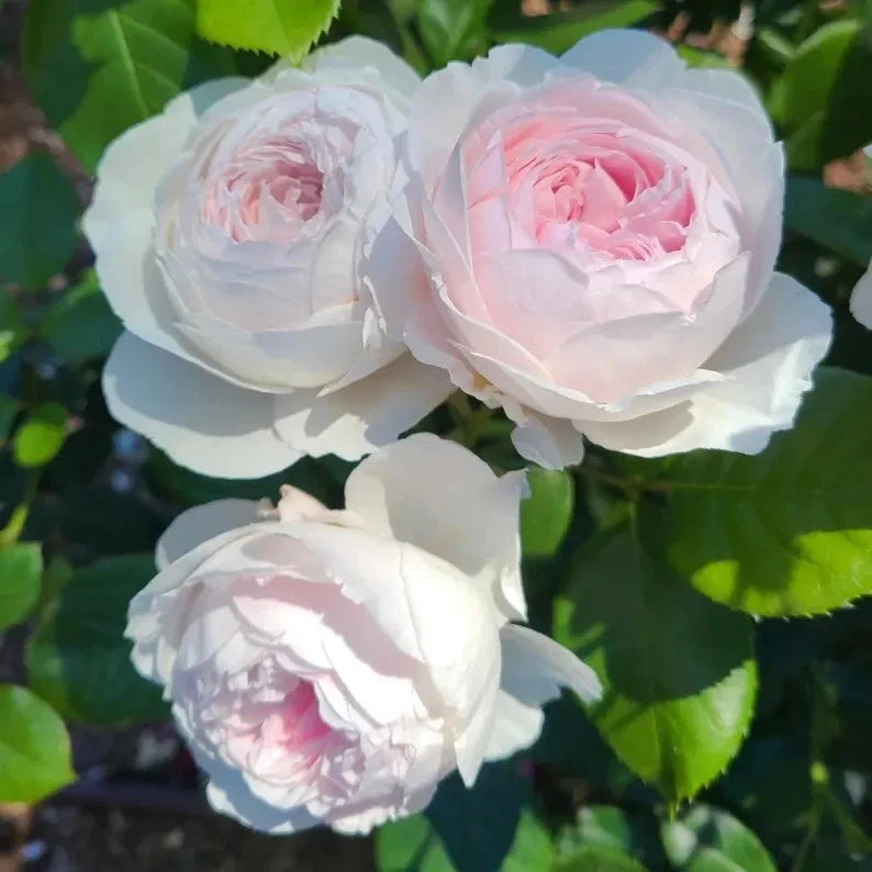 Earth Angel Rose Plant, Own Root, Pink Blooming Rose, Rosa 'Earth Angel'