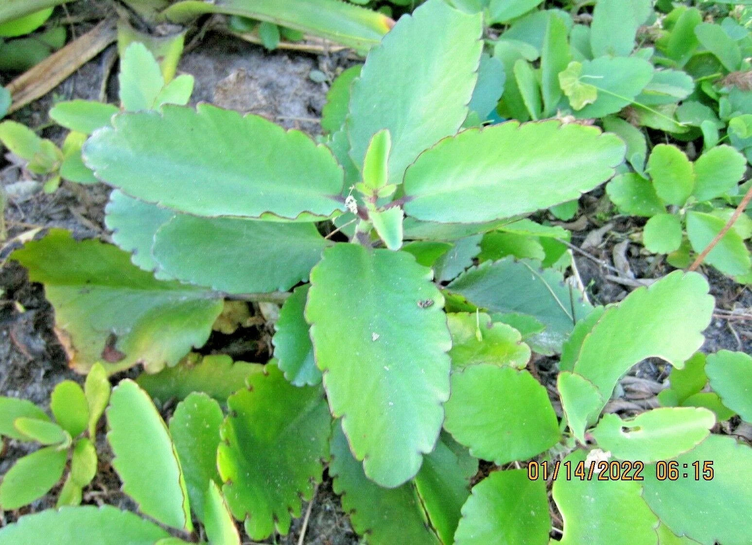 Live Plant - Organic Immune Booster - Leaf of Life - Air Plant - Clapper Bush - Miracle Leaf - Hoja de Aire
