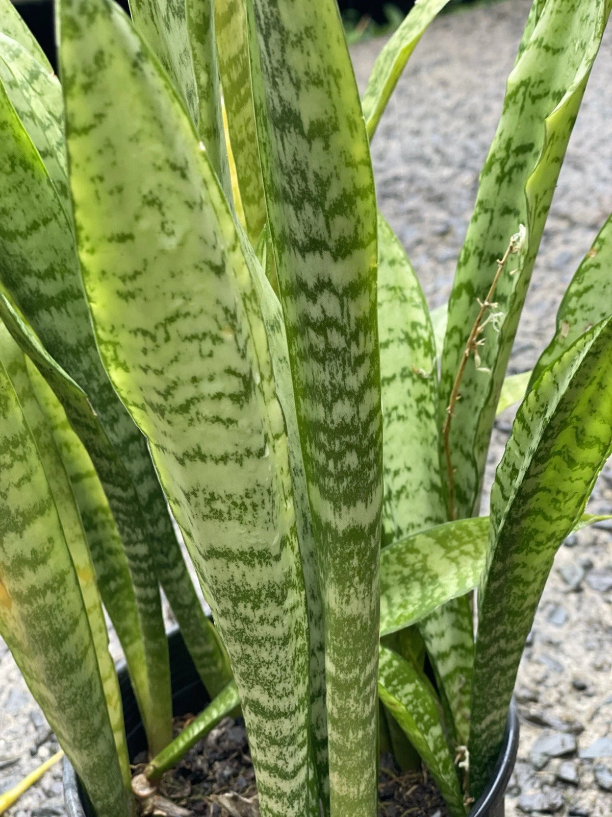 3 Rooted Snake Plants Value Pack - Sansevieria Zeylanica - Hawaiian Volcanic Soil - Air Purifying Indoor Plants
