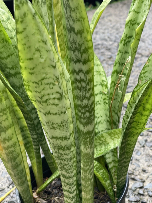3 Rooted Snake Plants Value Pack - Sansevieria Zeylanica - Hawaiian Volcanic Soil - Air Purifying Indoor Plants