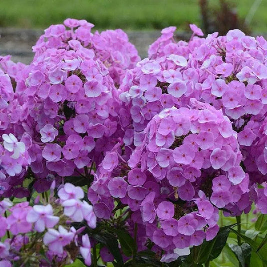 Phlox 'Fashionably Early Flamingo', 1 Gallon Pot Live Plant