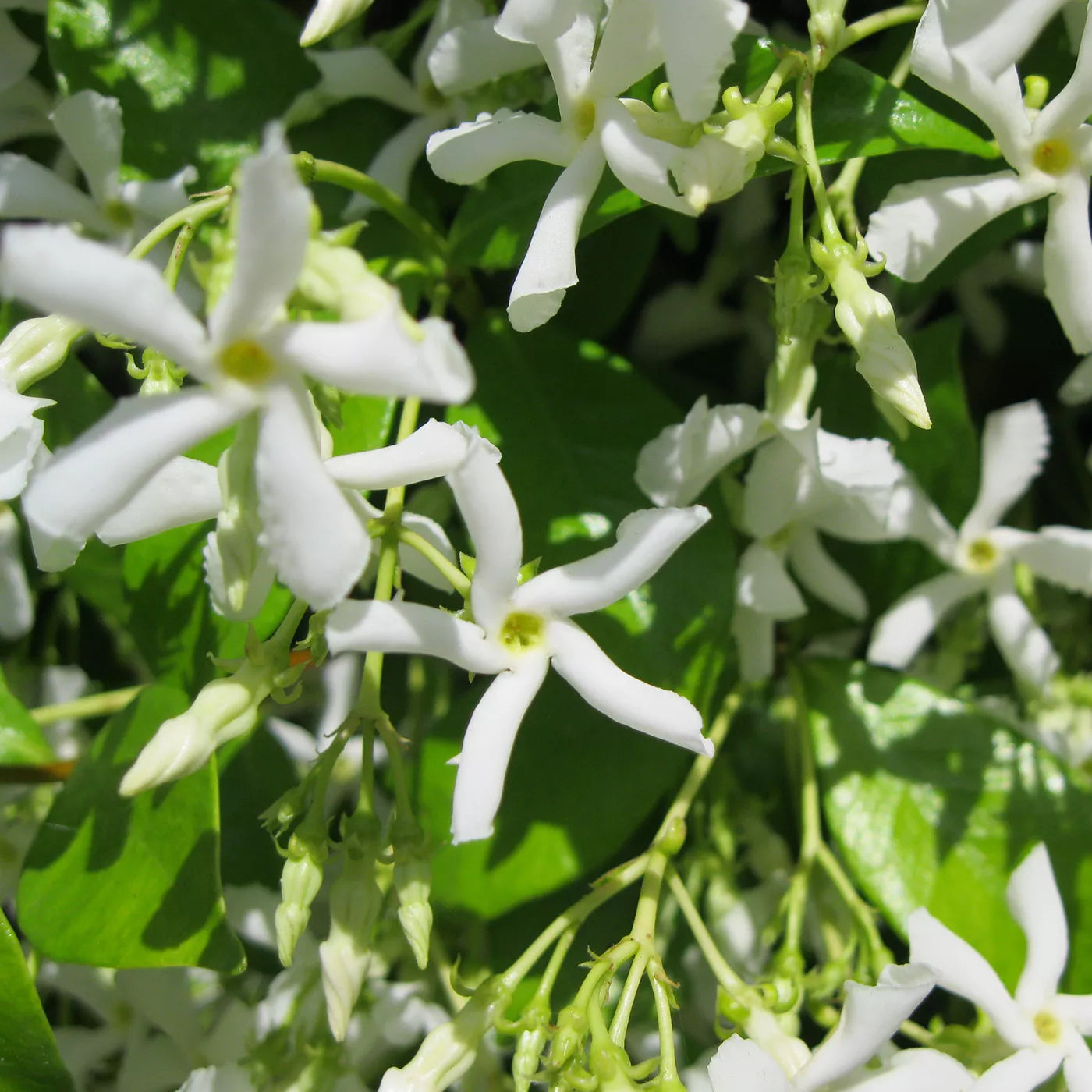 Star Jasmine Vine Plants live Plant (Trachelospermum Jasminoides)