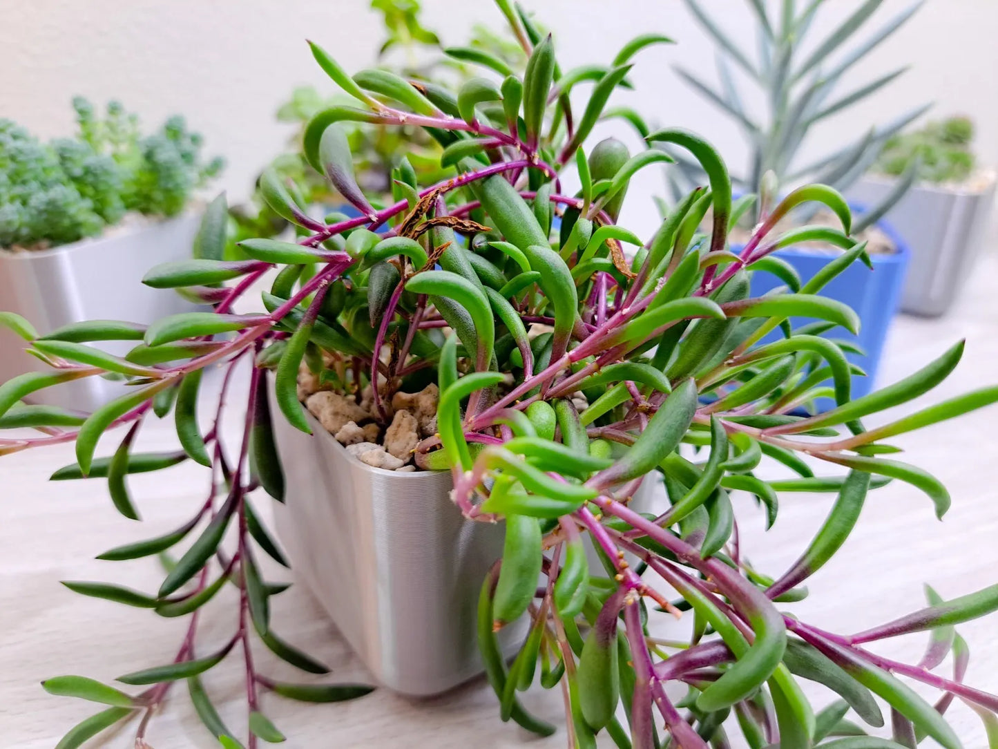 Ruby Necklace Live Plant