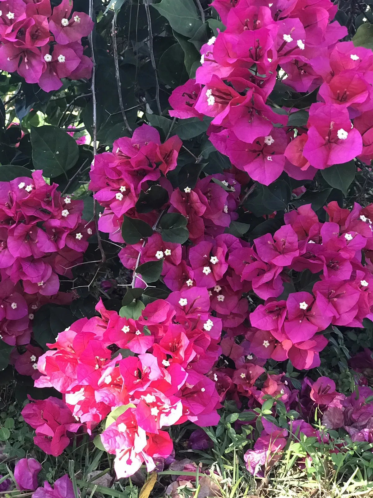 8 Unrooted Cuttings Bougainvillea Fushia