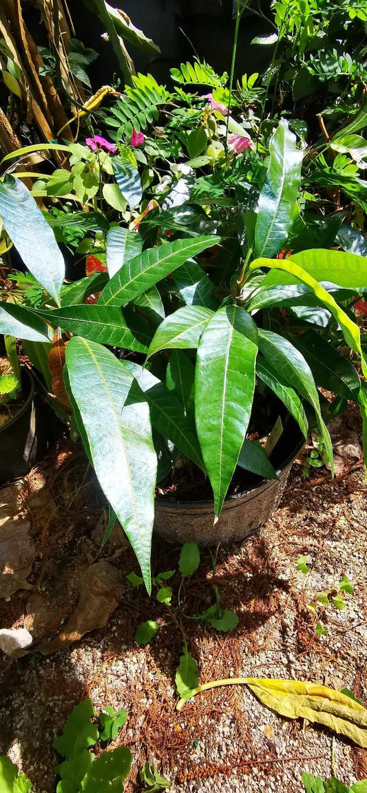 Starch Mango plant (seedling)