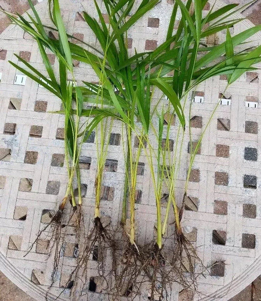 Areca Palm Starter Seedlings - 6" Organic Live Plants, Dypsis lutescens, Butterfly Palm, Healthy & Fully Rooted