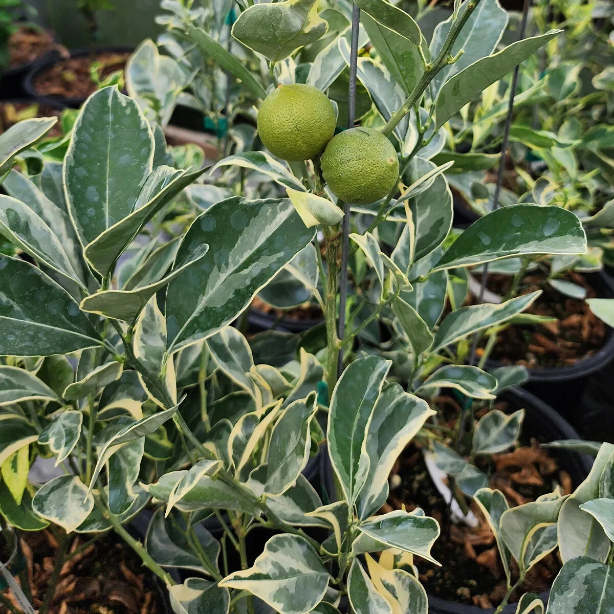 Variegated Cara Cara Navel Orange Cuttings - 3 Fresh Citrus Cuttings for Planting - Citrus × sinensis
