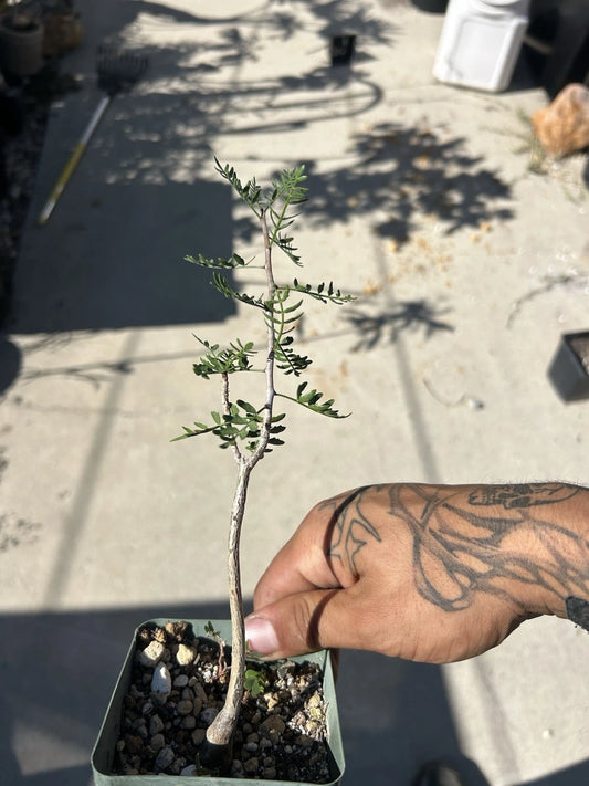 Bursera microphylla Succulent - Rare Sonoran Form - Well Rooted Plant - Ships Bareroot - 10" Tall