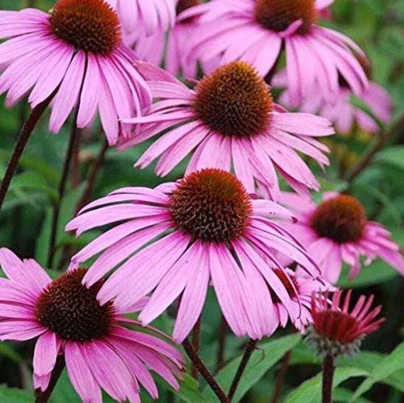 Large Live Echinacea Plant - Pink Coneflower Semi Bare Root - Echinacea purpurea - Well Rooted 3 Years Old - Attracts Butterflies