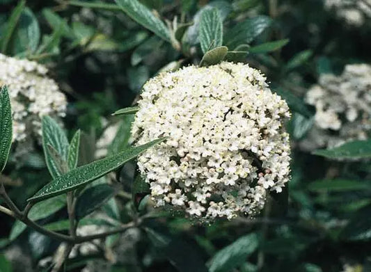 1pc Pragense Viburnum 6-12" Live Plant in a 2 11/2' cup