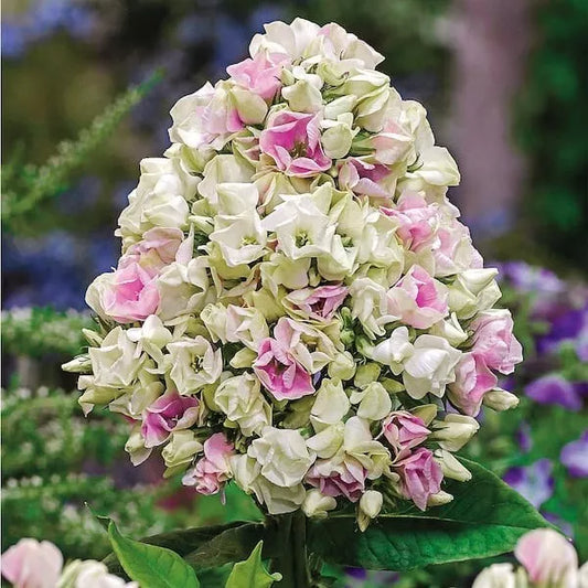 1 Creme De La Creme Phlox Live Bareroot Plant White Pink Flowers