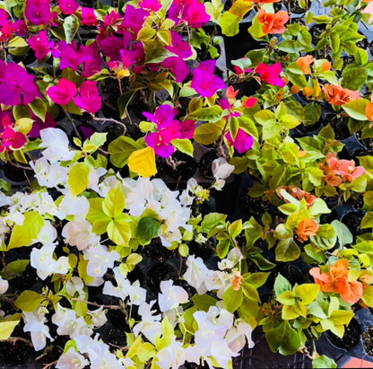 1pc Six multi color bougainvillea Live Plant 5" pot 14-20 tall