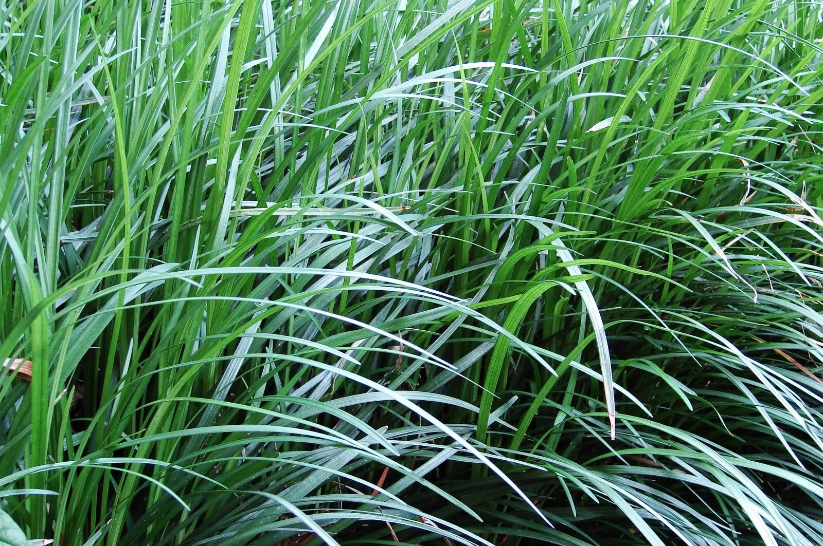 Mondo Grass Bare Root Plants - 10 Pack 6-9 Inch Monkey Grass (Ophiopogon japonicus) - Free Shipping