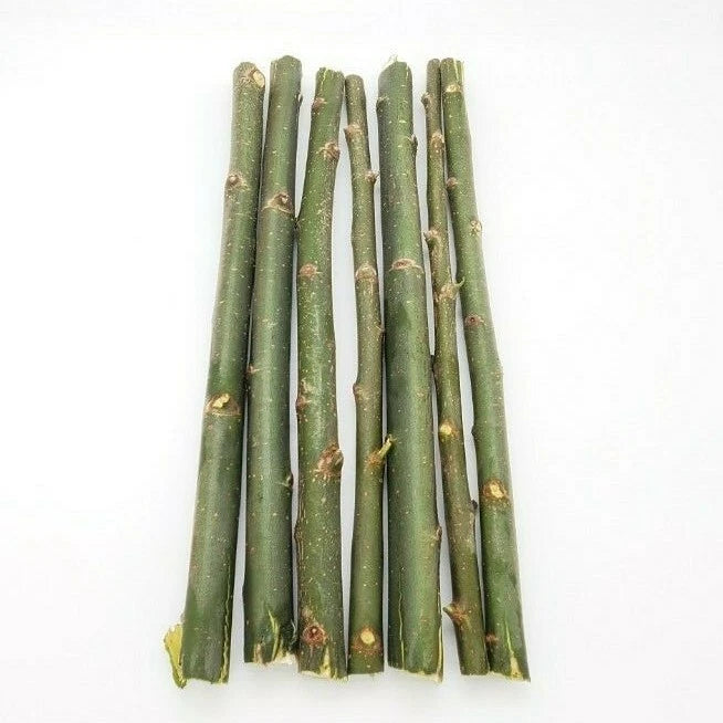 50 Austree Hybrid Willow Tree Cuttings, Fast Growing Shade, Windbreak, Salix × matsudana × Salix alba, 8 Inches Ready to Root