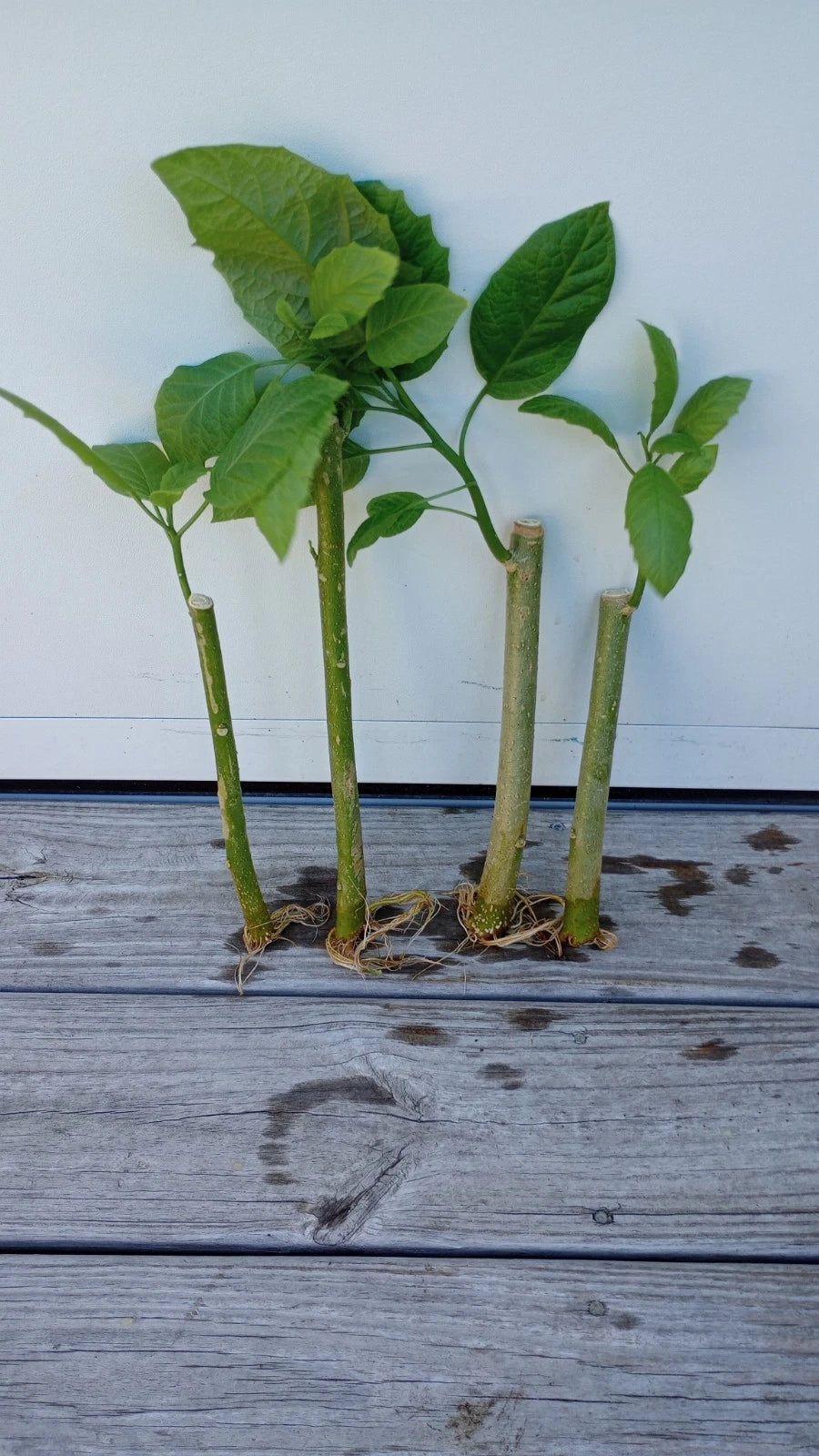 Angel Trumpet Cuttings - 4 Rooted Cuttings - Yellow Brugmansia - Bareroot - Toxic Plant Warning