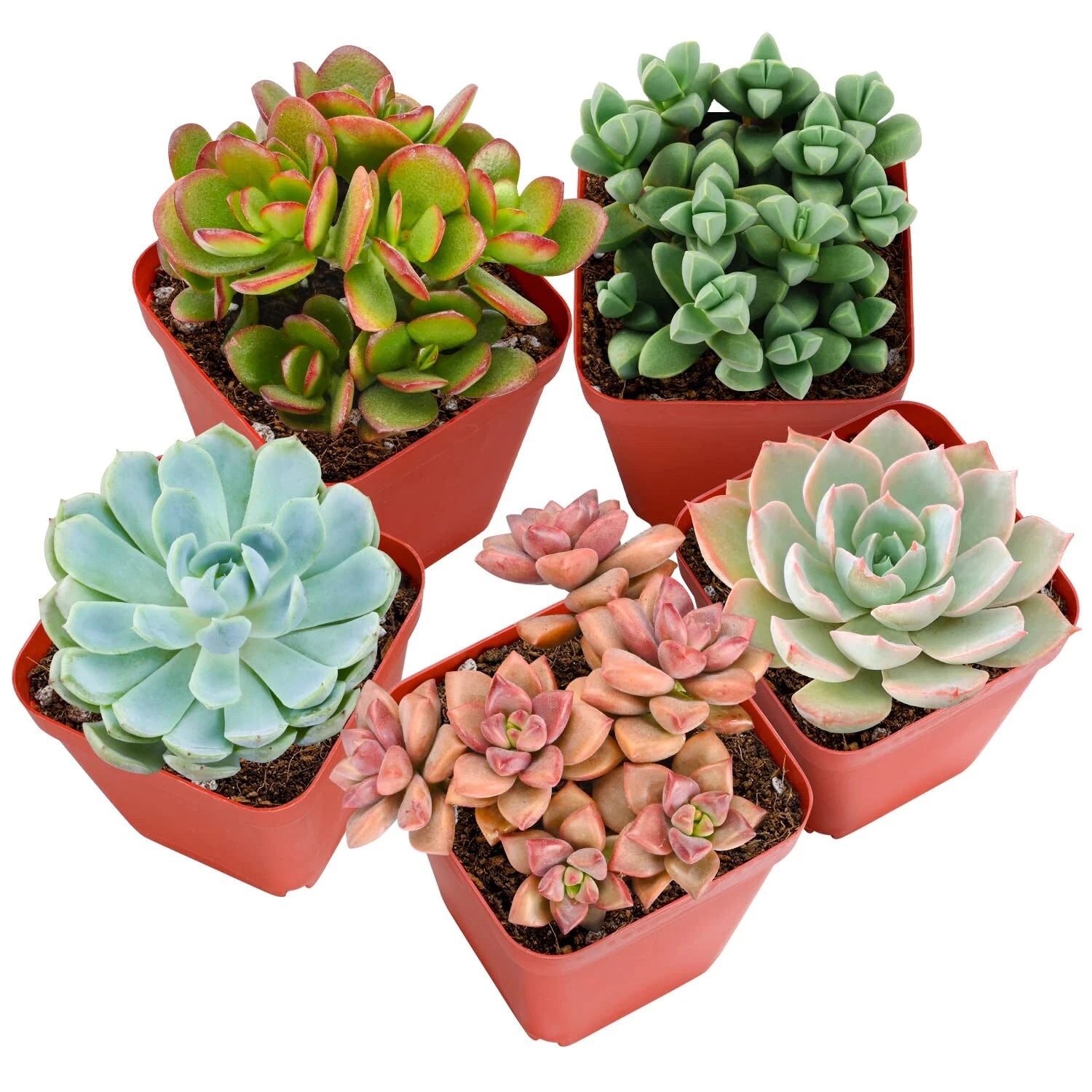 Fully Rooted Live Succulent Plants - Pack of 4 - Pet Friendly - High Quality Succulents for Pets - Ideal Indoor Decor