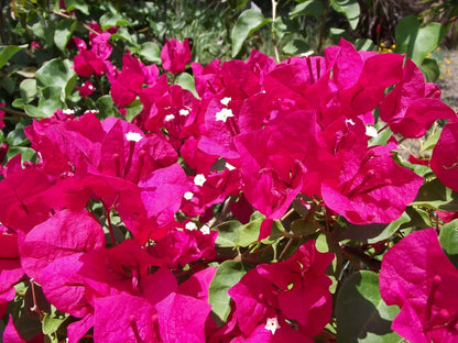 1 pc Bougainvillea - 'Barbara Karst' Live Plant