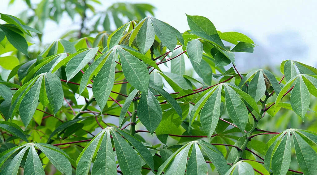 5 Unrooted Cuttings Organic Sweet Red Cassava Yuca Manihot Esculenta