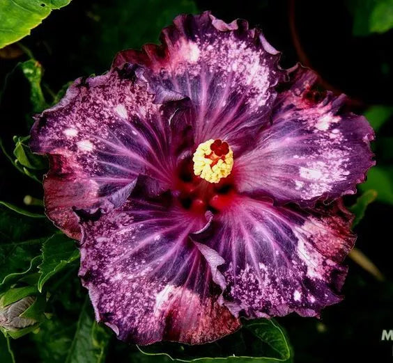 20 Dark Purple Pink Hibiscus Seeds Flowers Perennial