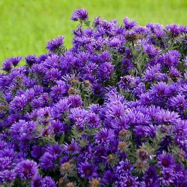 (1) Grape Crush New England Aster