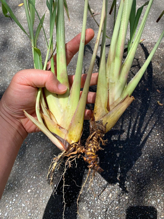 2 Live Xtra Large Lemongrass Plant Rooted In Soil