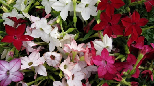 1000 SEEDS - tobacco JASMINE night scented FRAGRANT