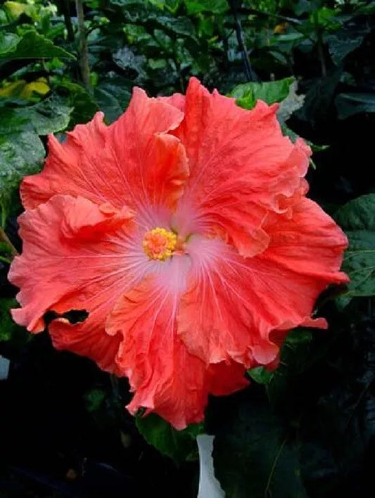 20 Bright Salmon Hibiscus Flower Seeds Perennial