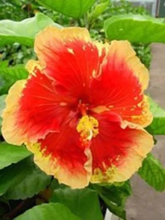 20 Orange Hibiscus Flower Seeds Perennial