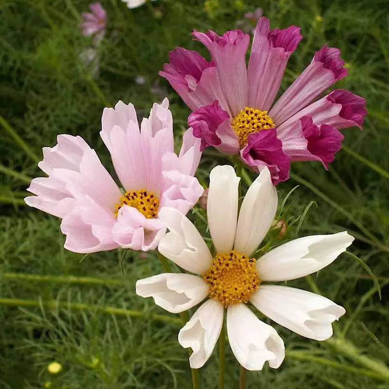 1000 Seashells Cosmos Seeds Non-GMO