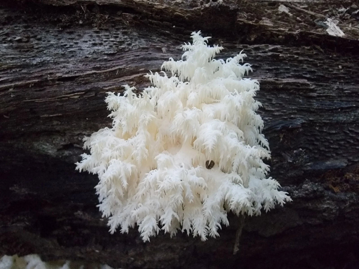 Coral Tooth Mushroom Mycelium Liquid Culture 10+ml - Hericium coralloides 'Mingo' - Gourmet Fungi Cultivation