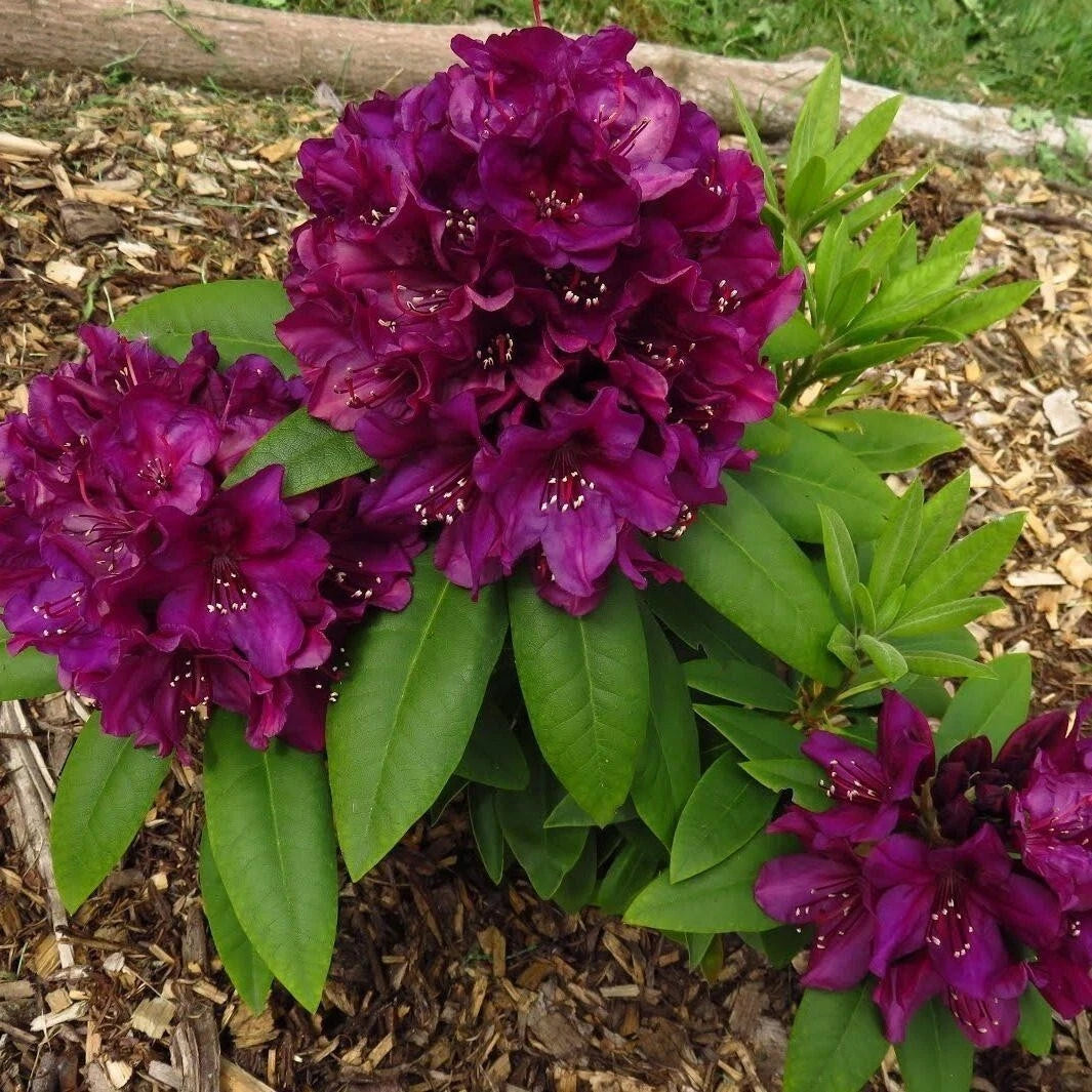 Rhododendron Starter Plant - Well Rooted, Dormant Variety - Rhododendron spp. - Healthy, Shipped in Pot, Care Instructions Included