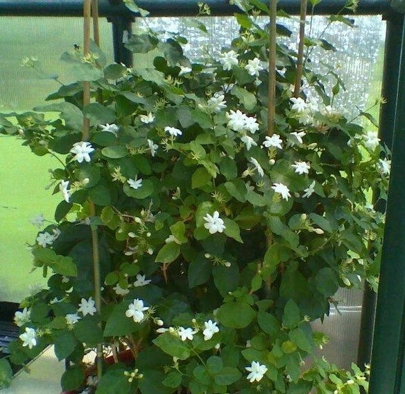 Maid of Orleans Jasmine Starter Plant - Jasminum sambac - Extremely Fragrant Rooted Plant for Home Garden