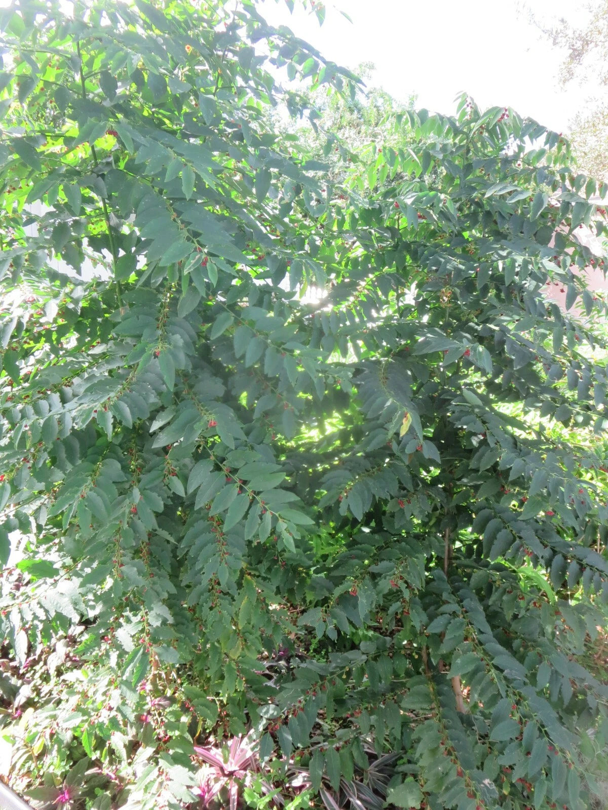 Fresh Unrooted Cuttings 5 Stems Katuk Star Gooseberry "Sweet Leaf" (Sauropus androgynus) for Planting or Propagation