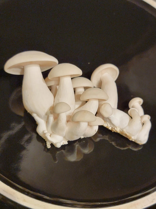 Bunapi Shimeji Liquid Culture 10ml - White Beech Mushroom Hypsizygus tessellatus - Easy Grow Gourmet Edible Fungi