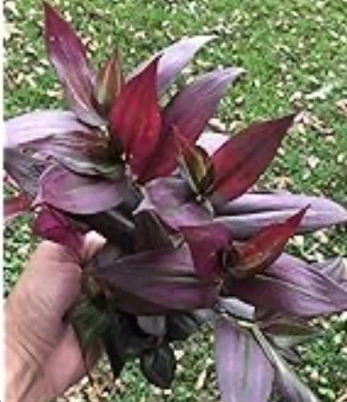 Wandering Jew Plant Cuttings 7 Red Gem & Green Tradescantia Fresh Cuttings Without Roots