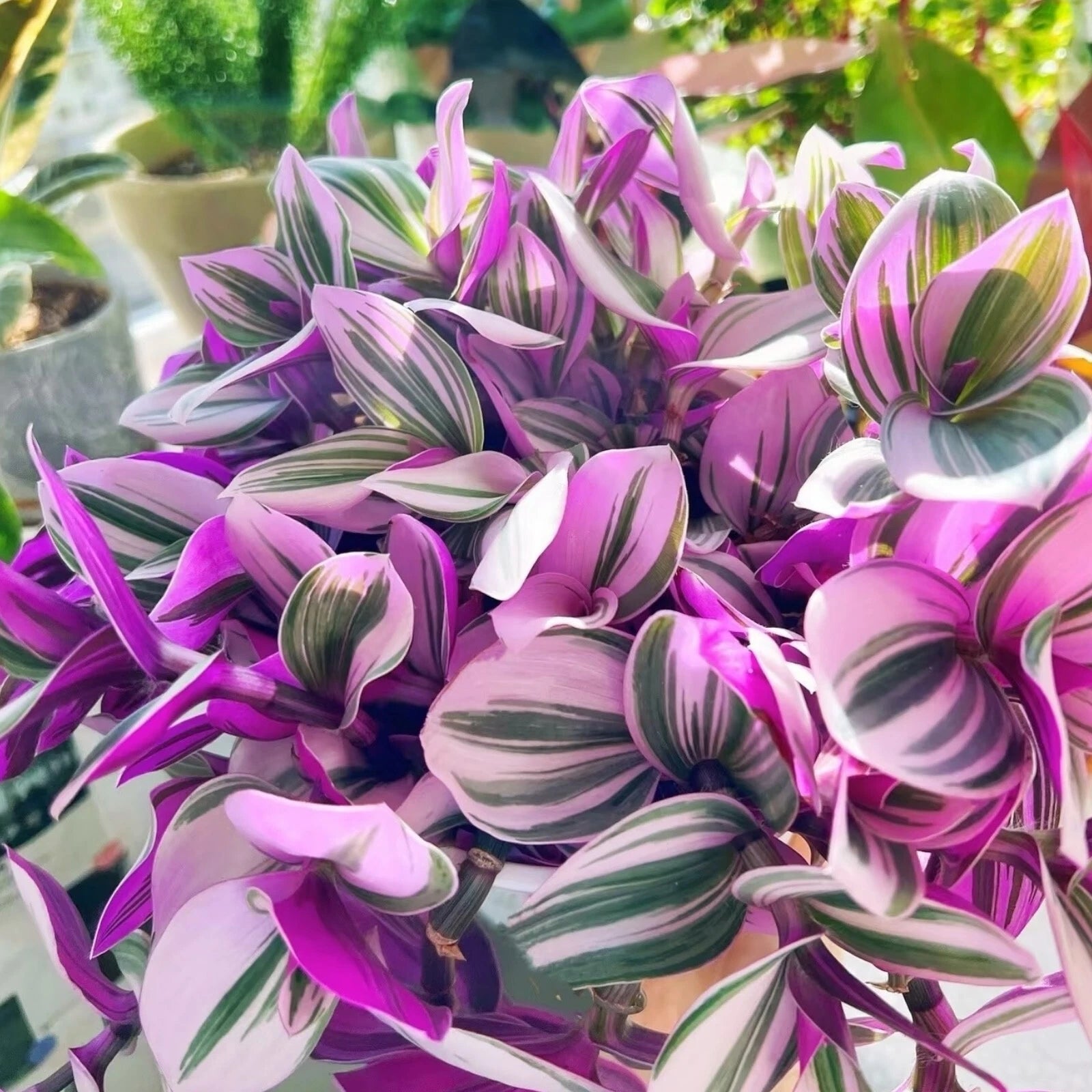 Unrooted Tradescantia Nanouk Cuttings 3"-4" Rare Pink Wandering Jew (Tradescantia Nanouk) for Propagation & Indoor Gardening