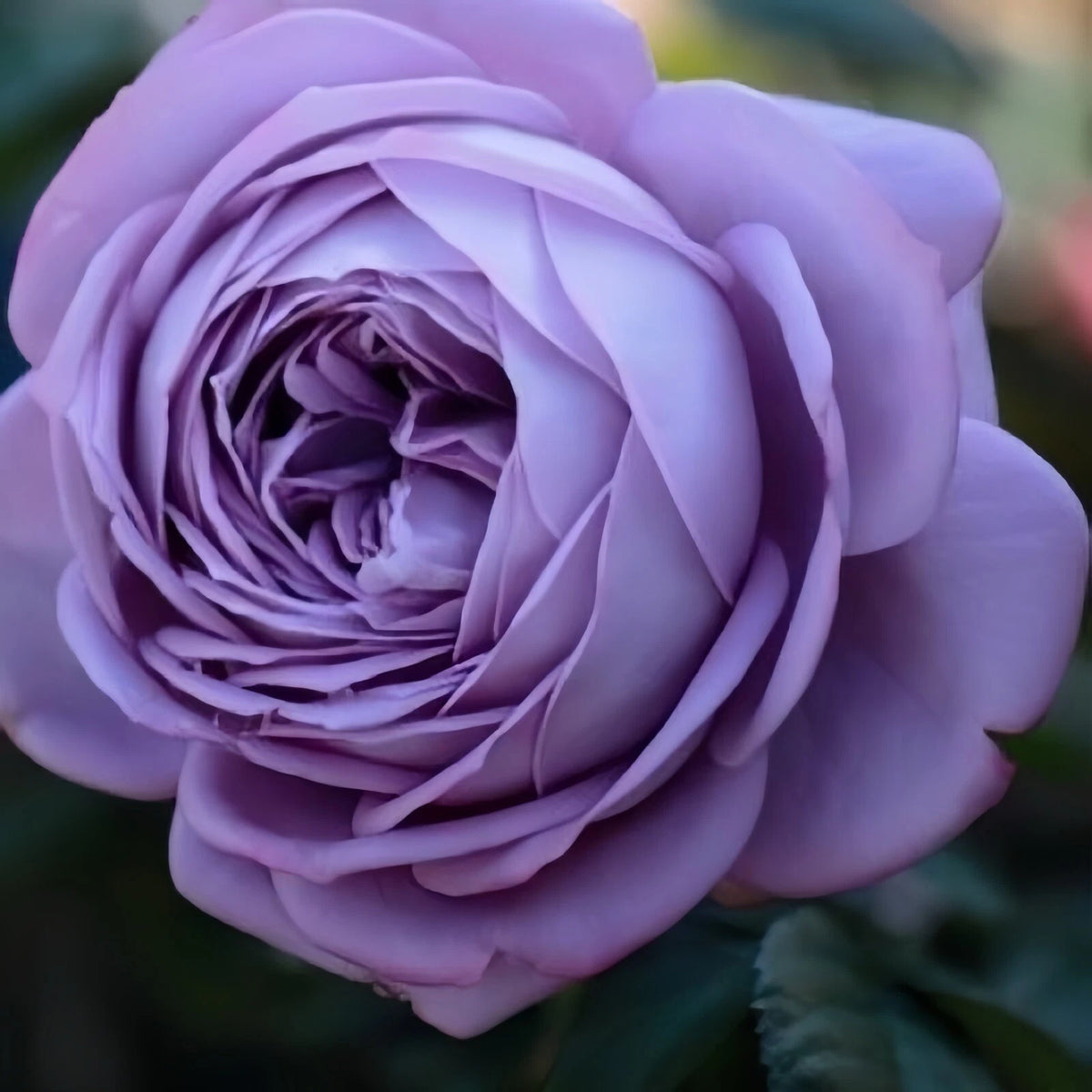 Japan Blue Roses Blue Storm Live Plant - 2 Year Old Japanese Rose - Beautiful Blue ...
