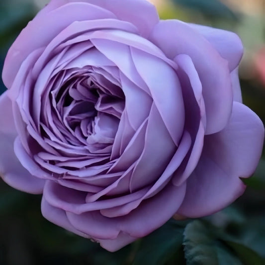 Blue Storm Live Plant - 2 Year Old Japanese Rose - Beautiful Blue Garden Rose - Easy Care & Disease Resistant (Rosa)