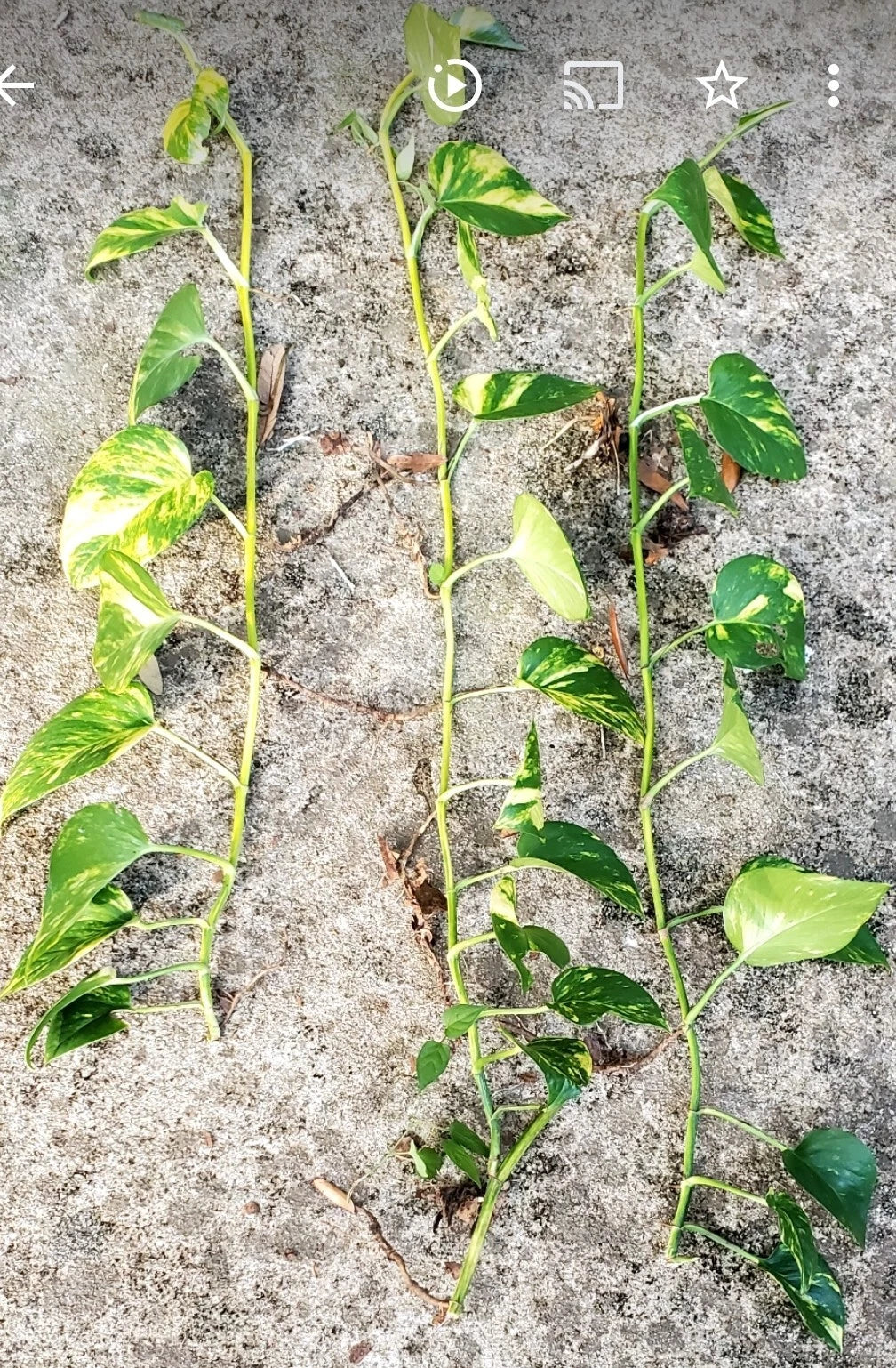 Giant Golden Hawaiian Pothos Cuttings - Epipremnum aureum - 30-36" Long Vines for Easy Propagation & Indoor Air Purification