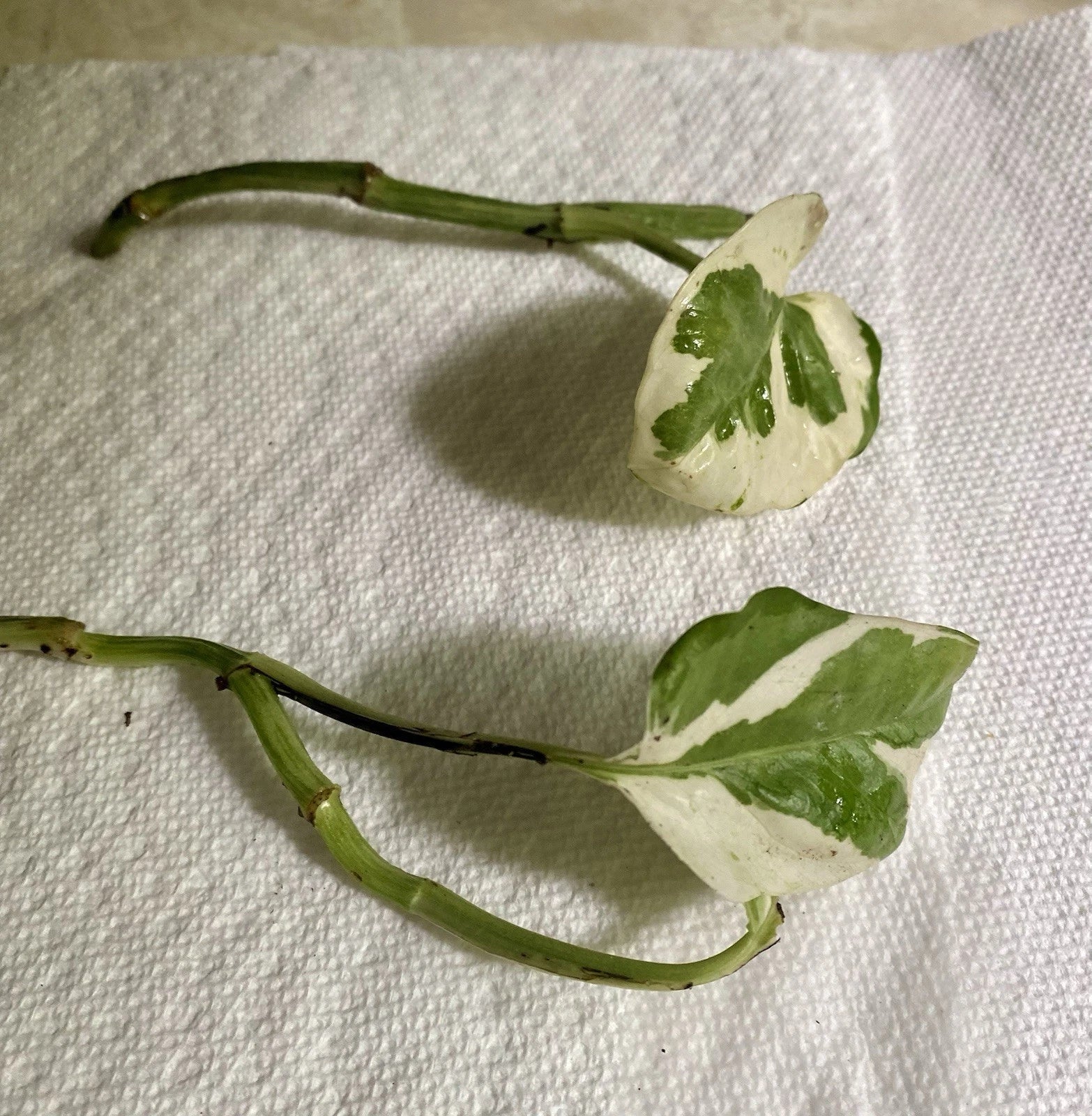 Pothos N’Joy Cutting - 1 Rooted Organic Live Plant - Devil's Ivy - Epipremnum aureum - Chemical Free - Indoor Houseplant