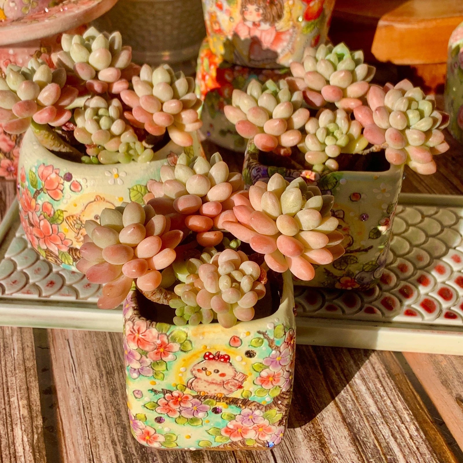 Rare Live Succulent Sedum ‘Caviar’ | Bare Root Plant | Indoor Decor | Gift-Ready Packaging | Easy Care Succulent