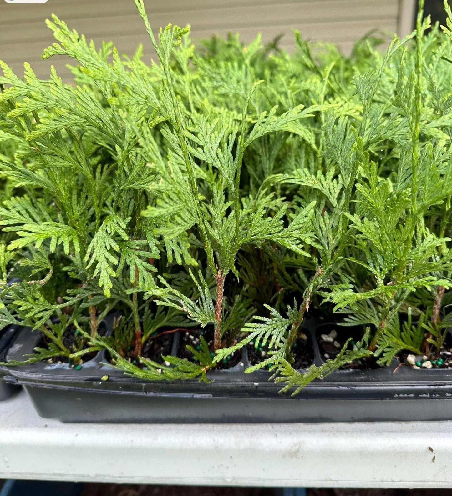 10 Green Giant Arborvitae Starter Plants - Thuja Plicata - Fast Growing Evergreen Privacy Trees - 6-12" Bareroot