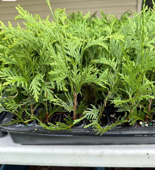 10 Green Giant Arborvitae Starter Plants - Thuja Plicata - Fast Growing Evergreen Privacy Trees - 6-12" Bareroot